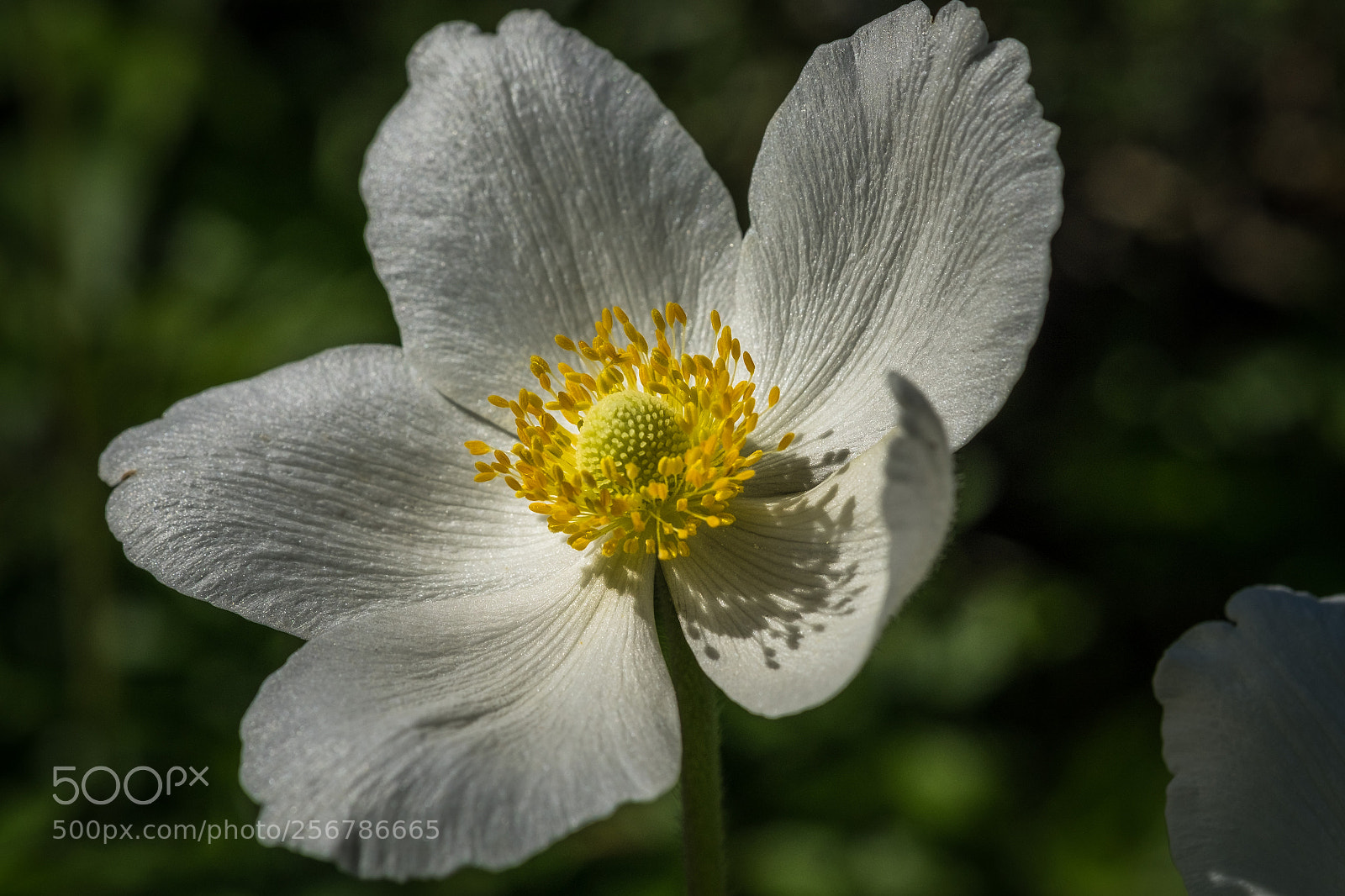 Fujifilm X-T1 sample photo. Gro es windr schen photography