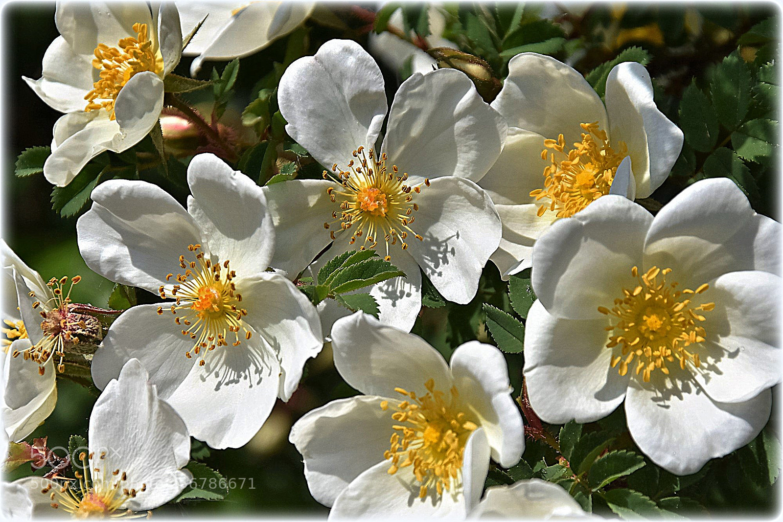 Nikon D7200 sample photo. "wildroses" photography
