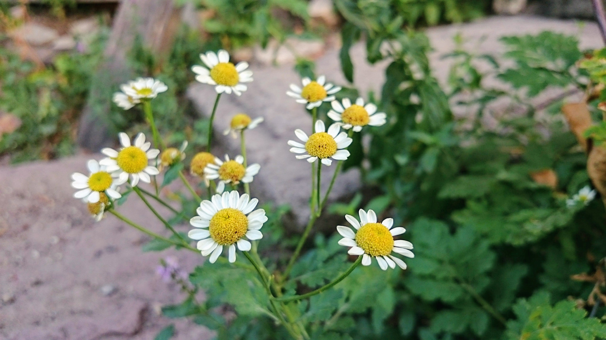 Sony Xperia Z2 sample photo. Daisy photography