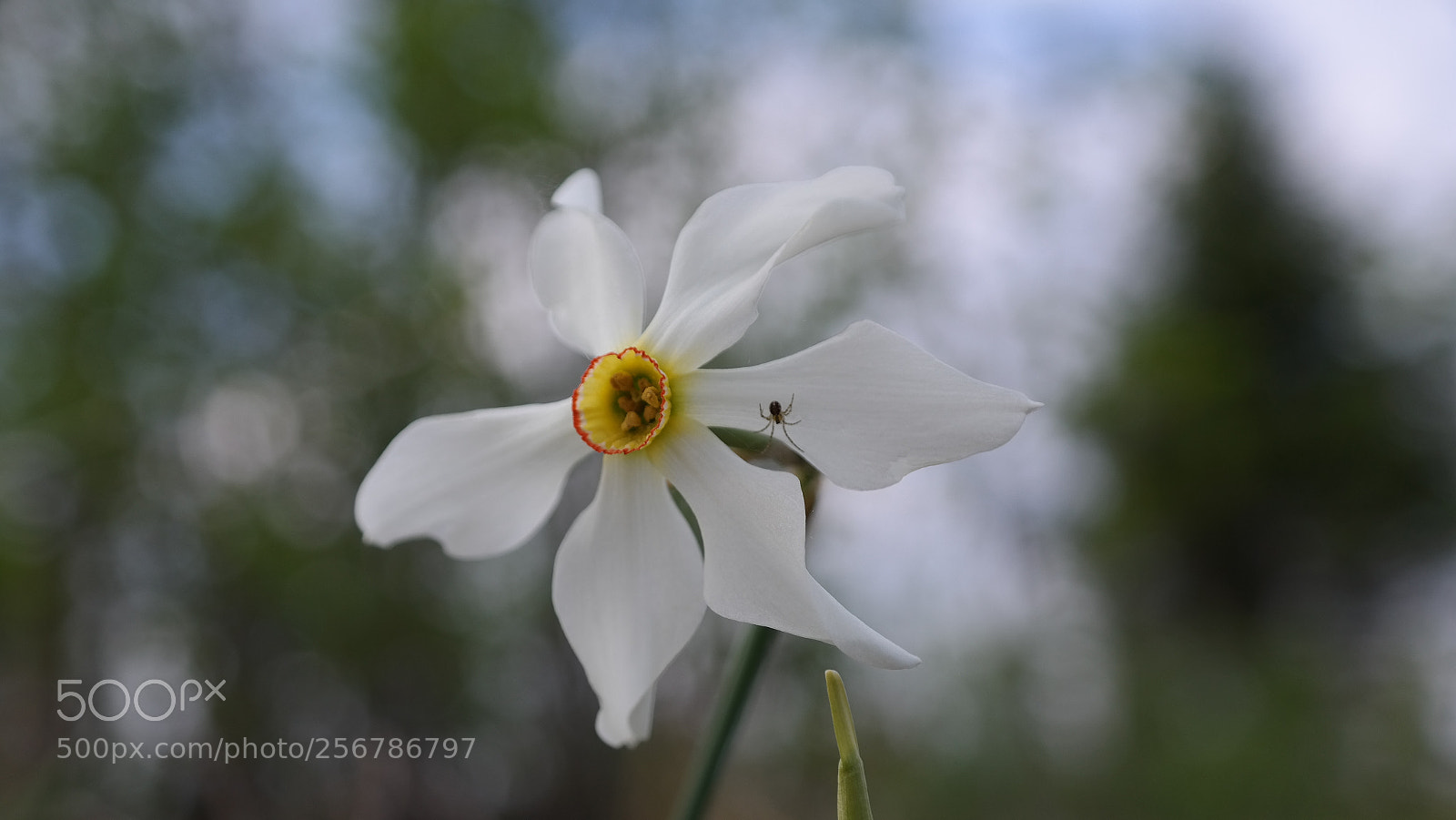 Samsung NX300 sample photo. Wild narcissus photography