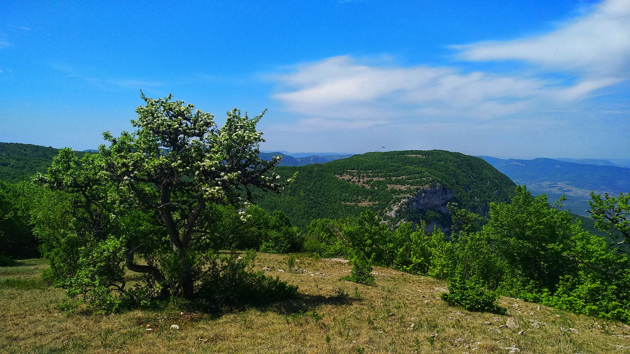 Xiaomi MI MAX 2 sample photo. Forest apple tree photography