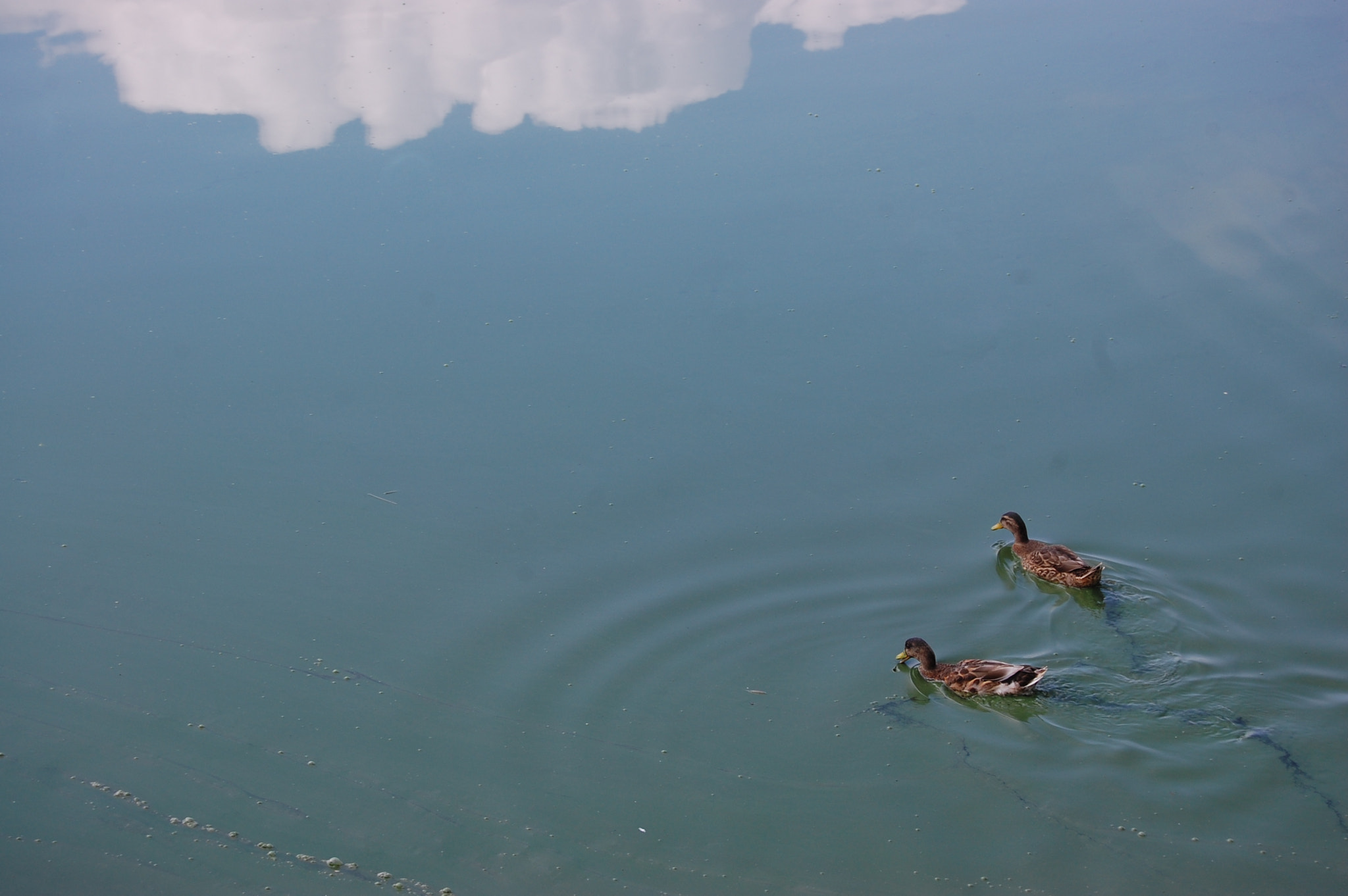 Nikon D40 sample photo. Ducks photography