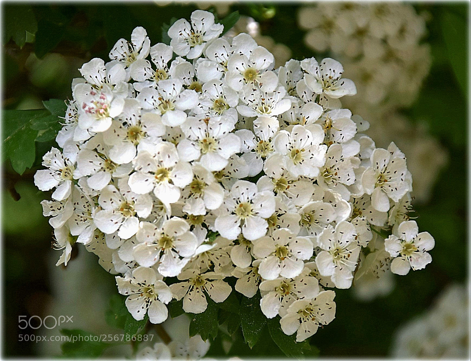 Nikon D7200 sample photo. "blossom,;" photography