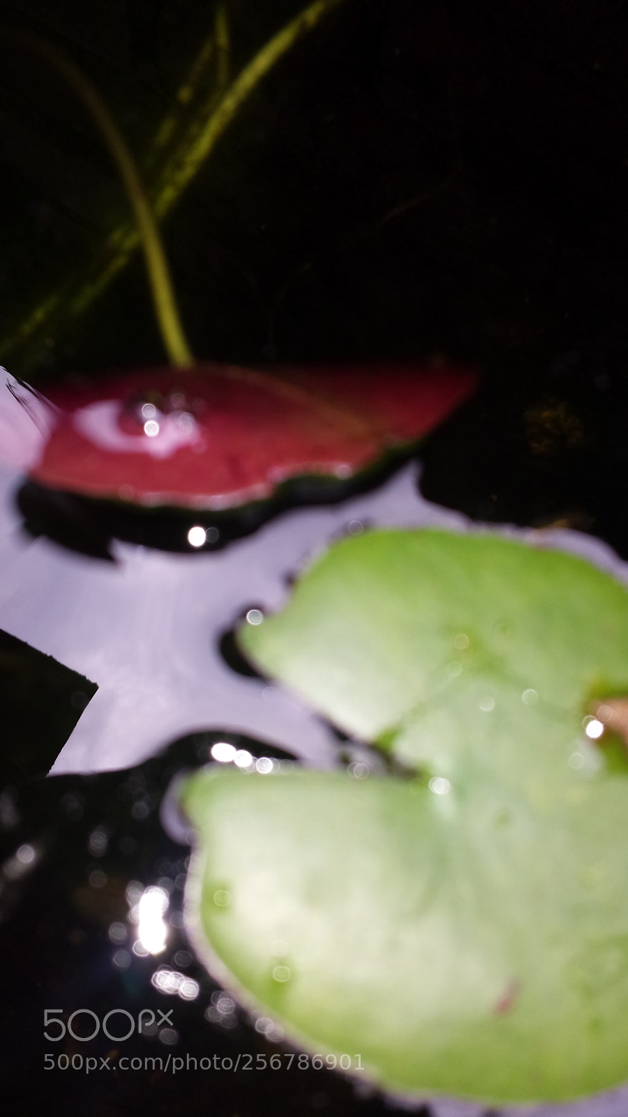 Samsung Galaxy S4 sample photo. Untitled photography