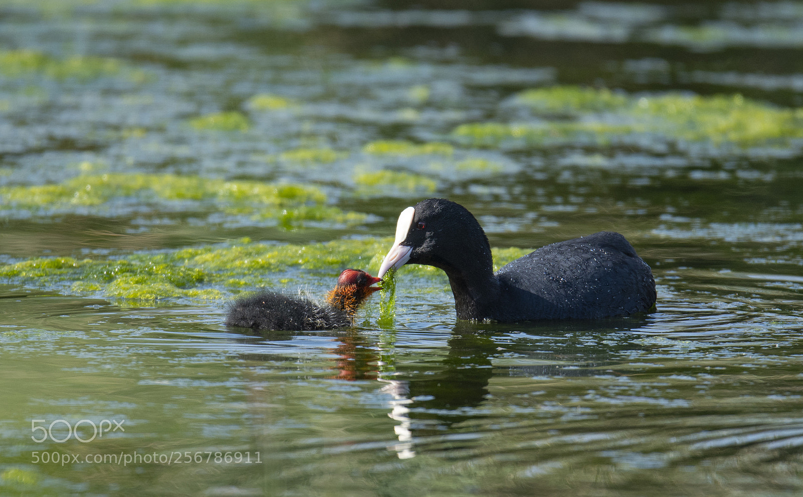 Nikon D500 sample photo. Happy mothers day photography