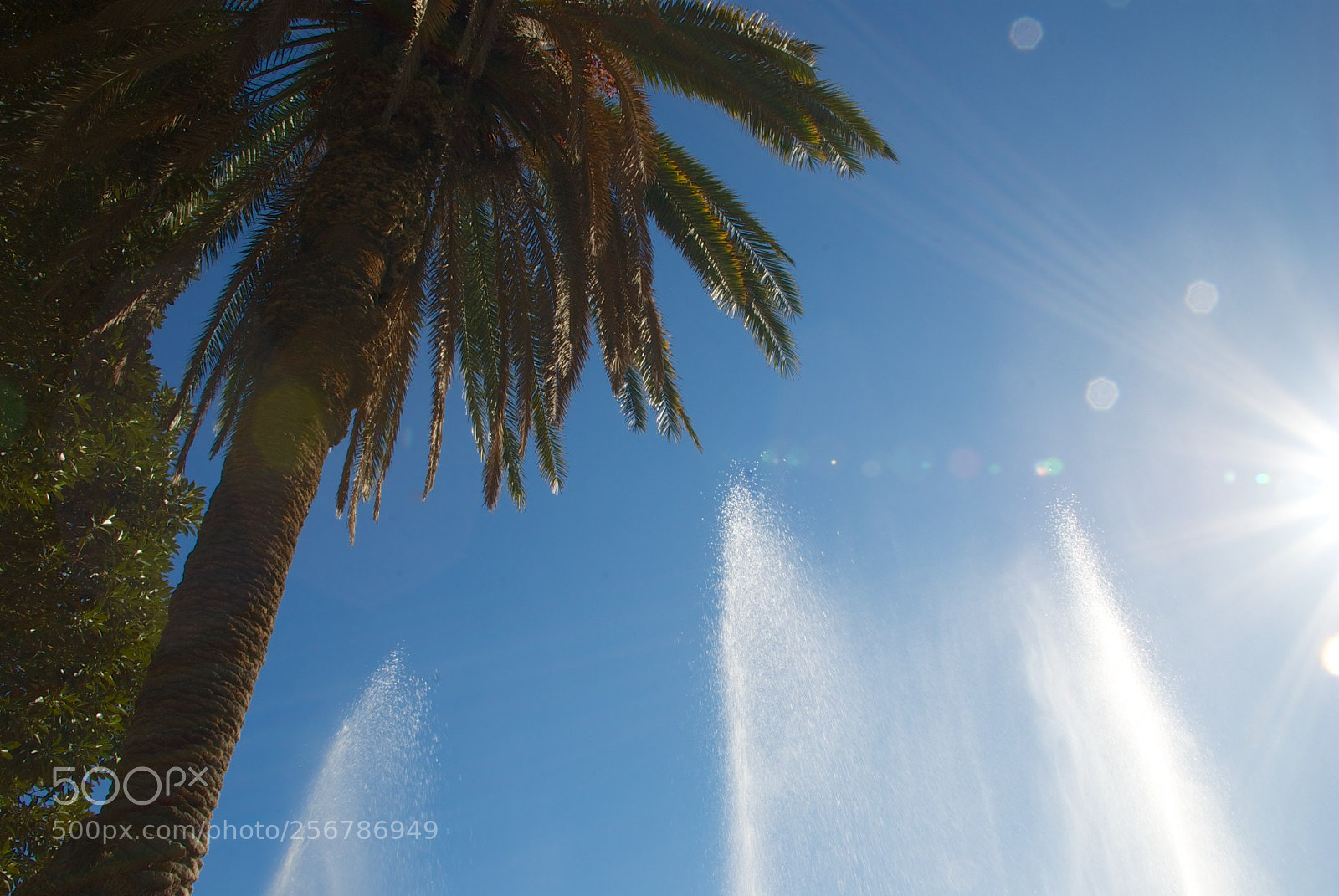 Nikon D60 sample photo. Version photography
