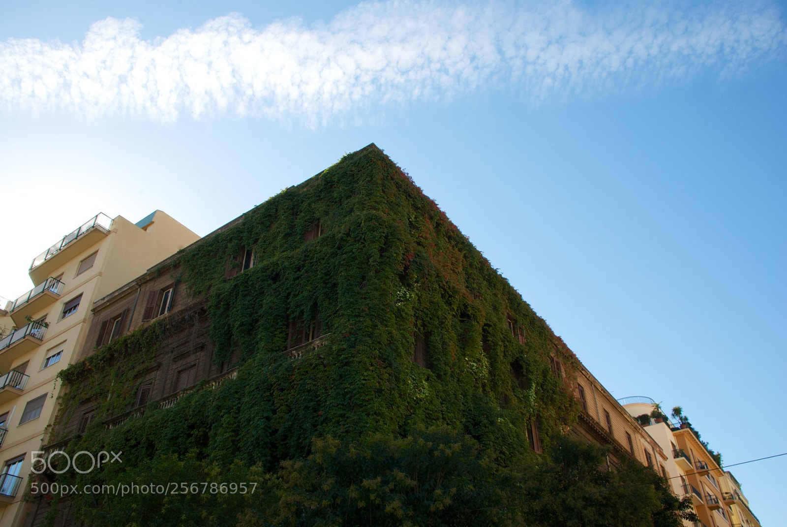 Nikon D60 sample photo. Version photography