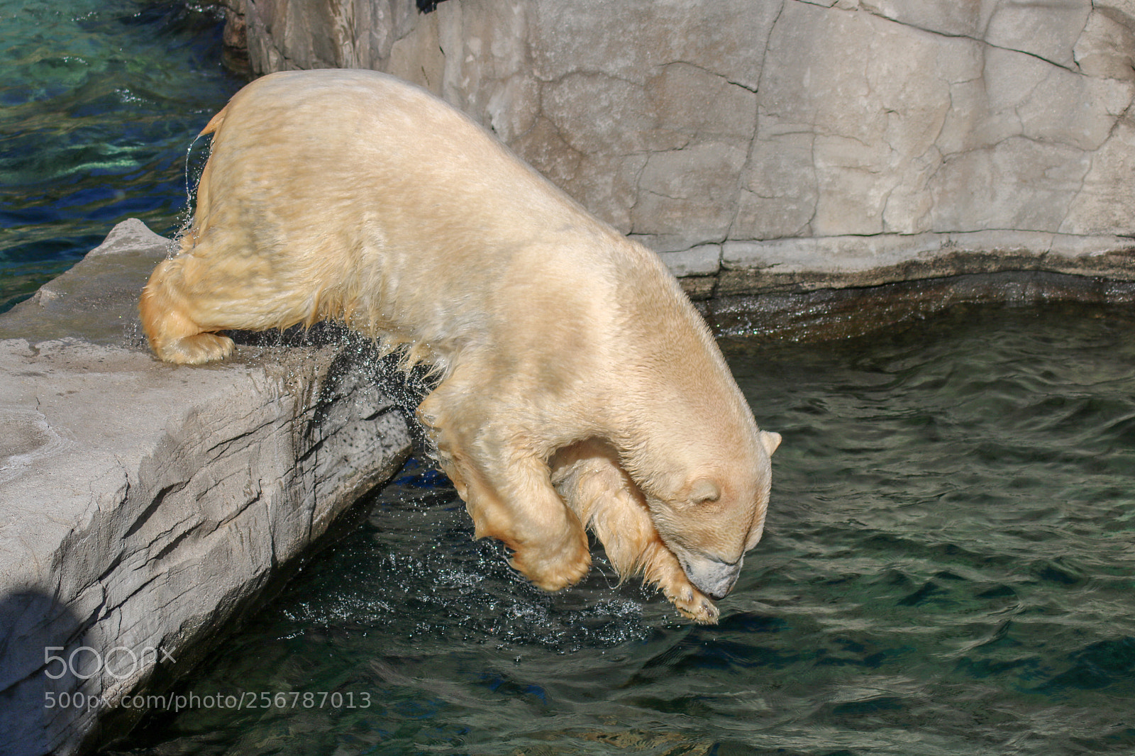 Canon EOS 750D (EOS Rebel T6i / EOS Kiss X8i) sample photo. Ice bear photography