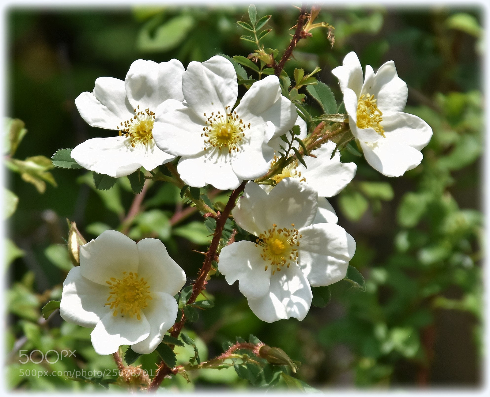 Nikon D7200 sample photo. "wildrose bouquet" photography