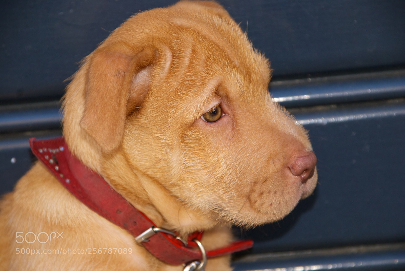 Nikon D60 sample photo. Version photography