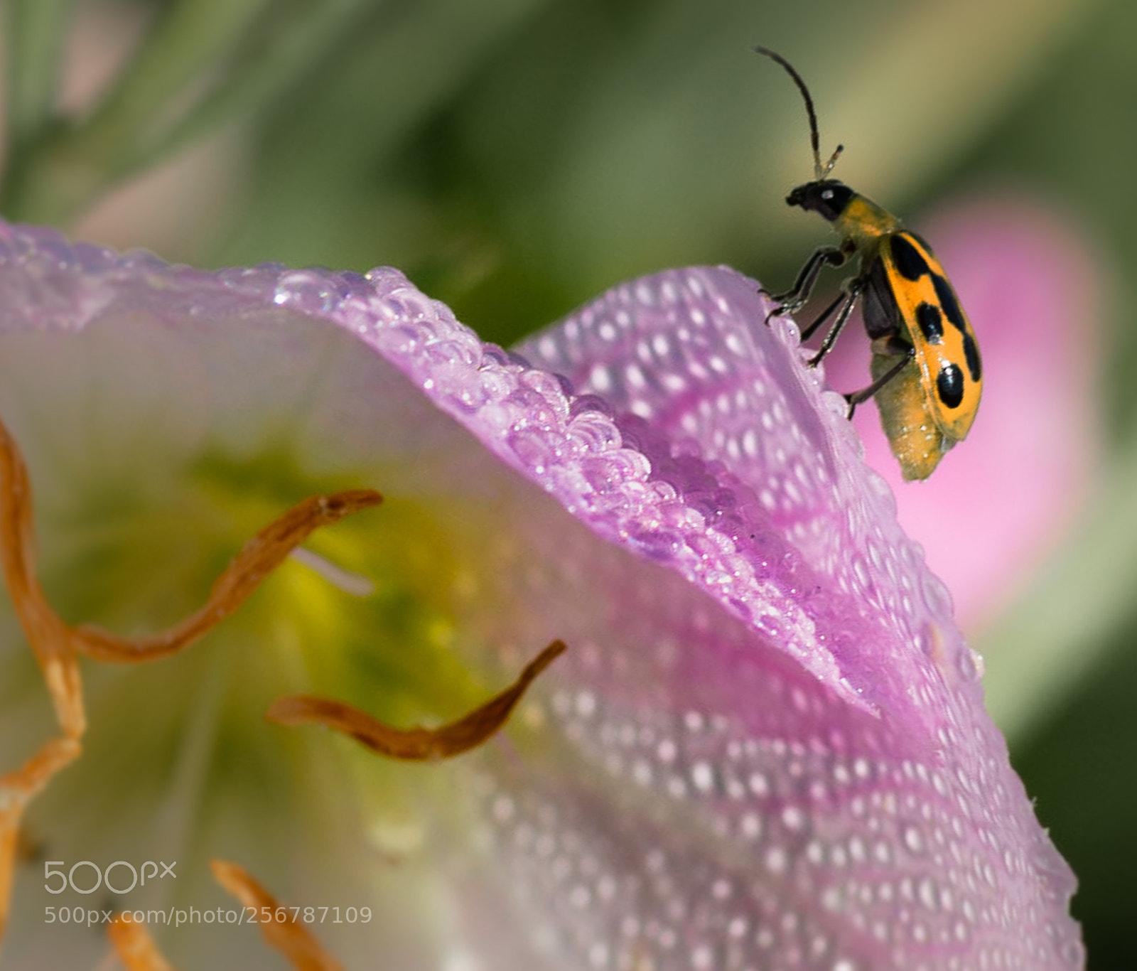 Nikon D7200 sample photo. Morning dew photography