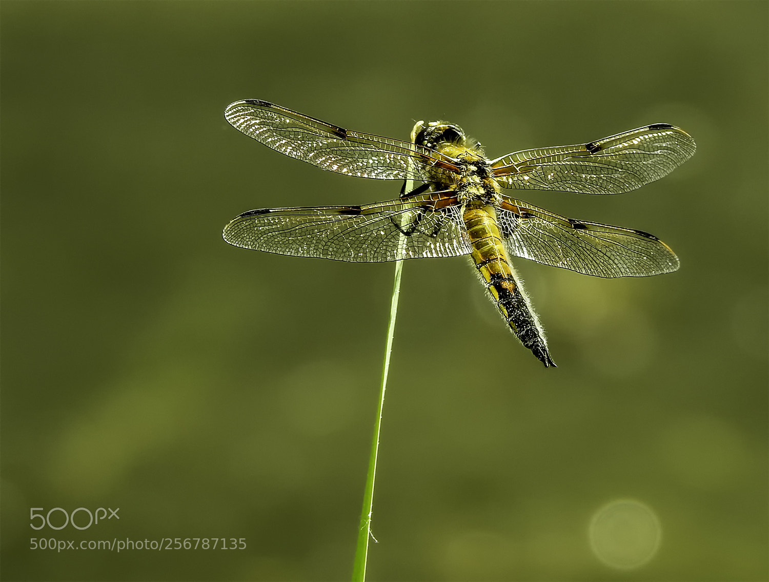 Nikon Coolpix P900 sample photo. Vierflecklibelle (anisoptera) photography