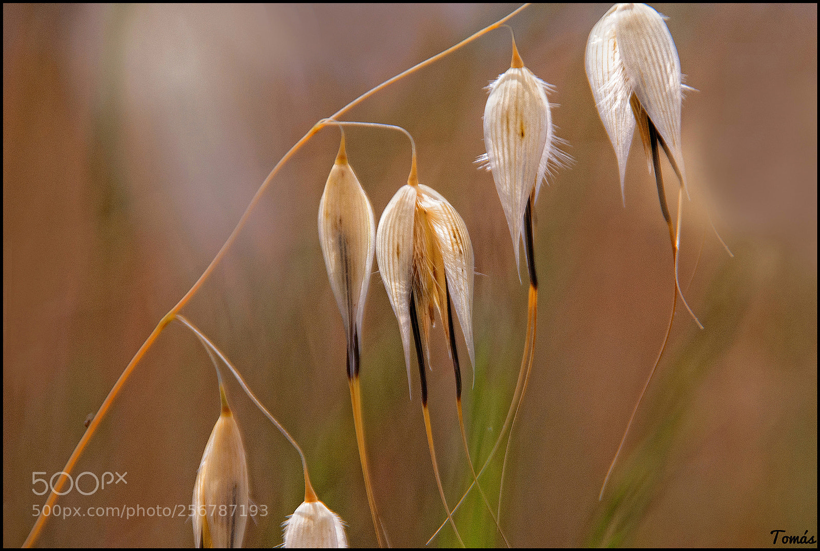 Sony Alpha DSLR-A350 sample photo. Avena silvestre(wild oat) photography