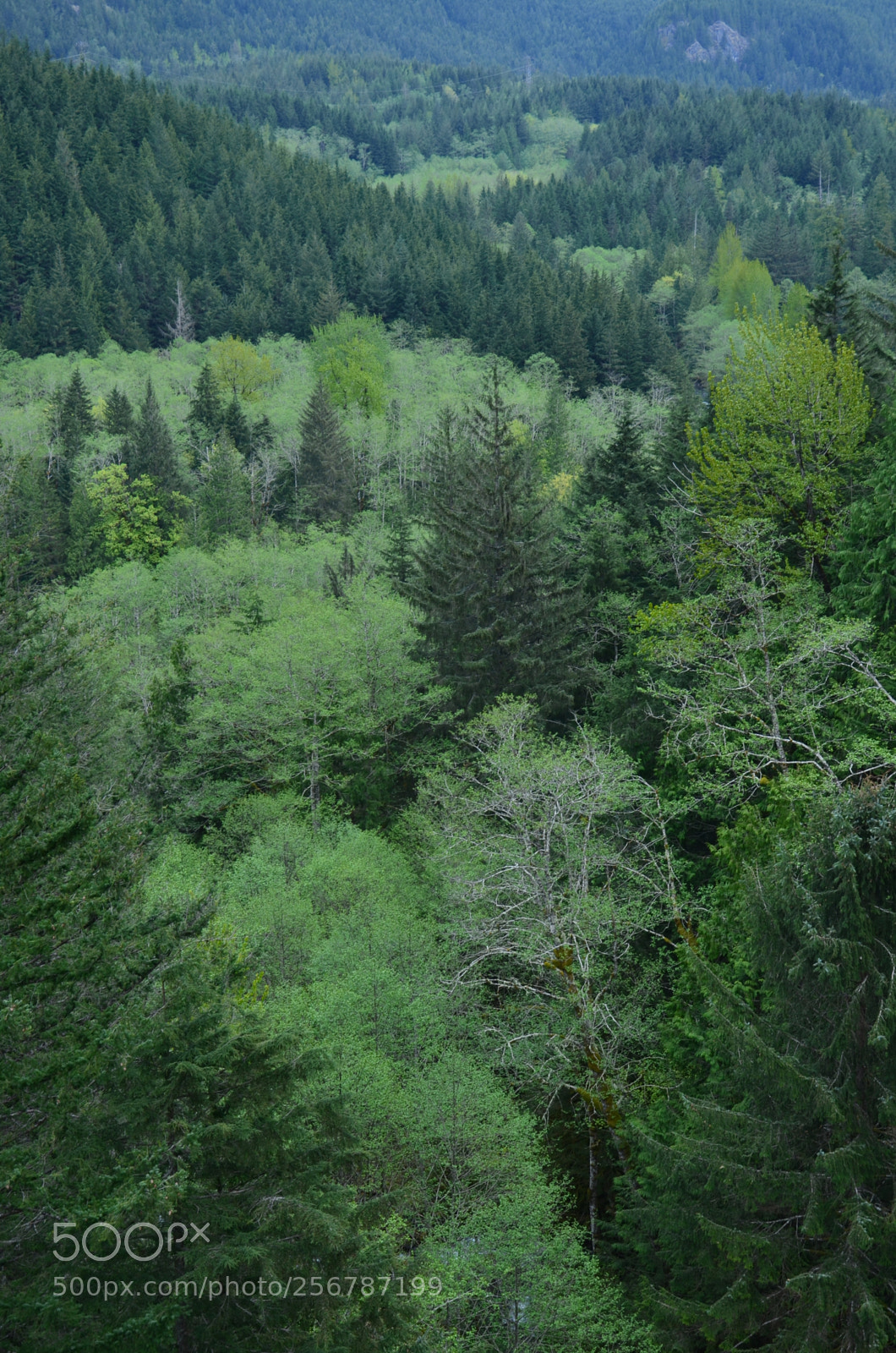 Nikon D7000 sample photo. Iron horse state park photography