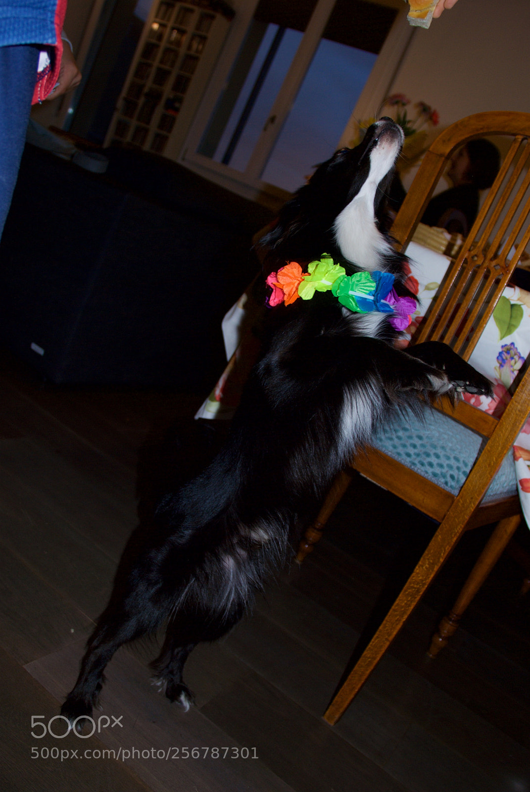 Nikon D60 sample photo. Version photography