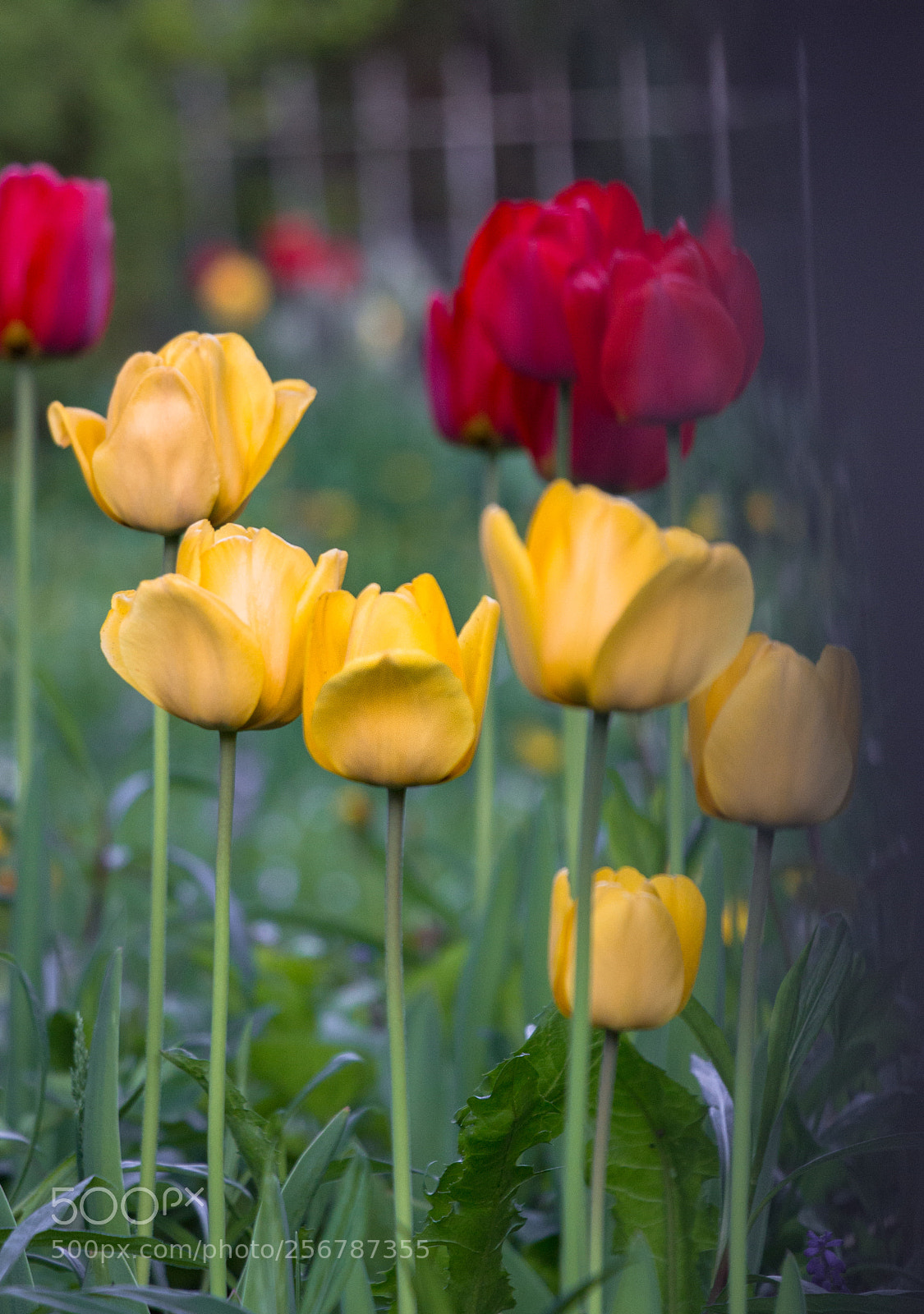Canon EOS 100D (EOS Rebel SL1 / EOS Kiss X7) sample photo. Color bloom photography