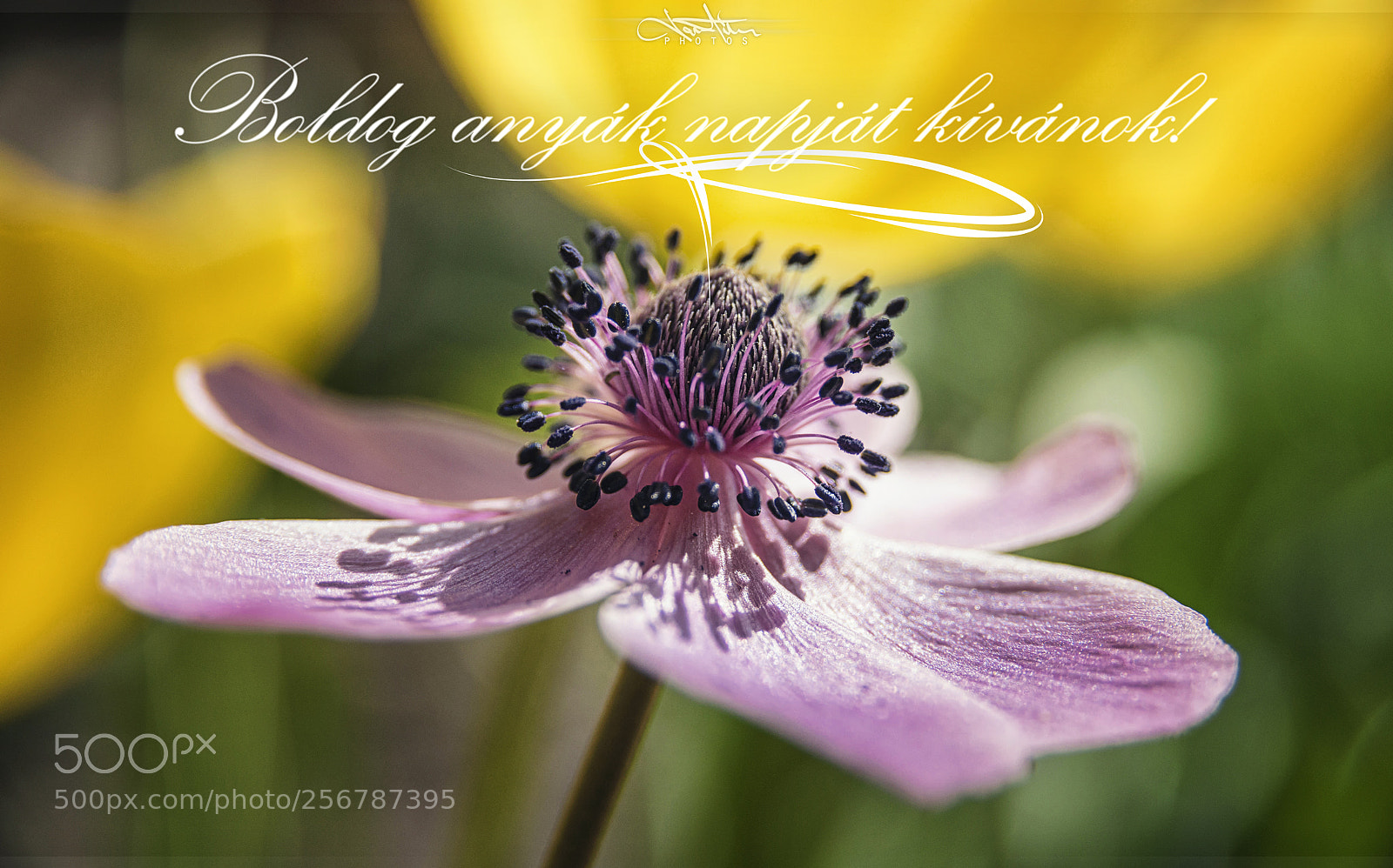 Nikon D5300 sample photo. Happy mother's day! photography