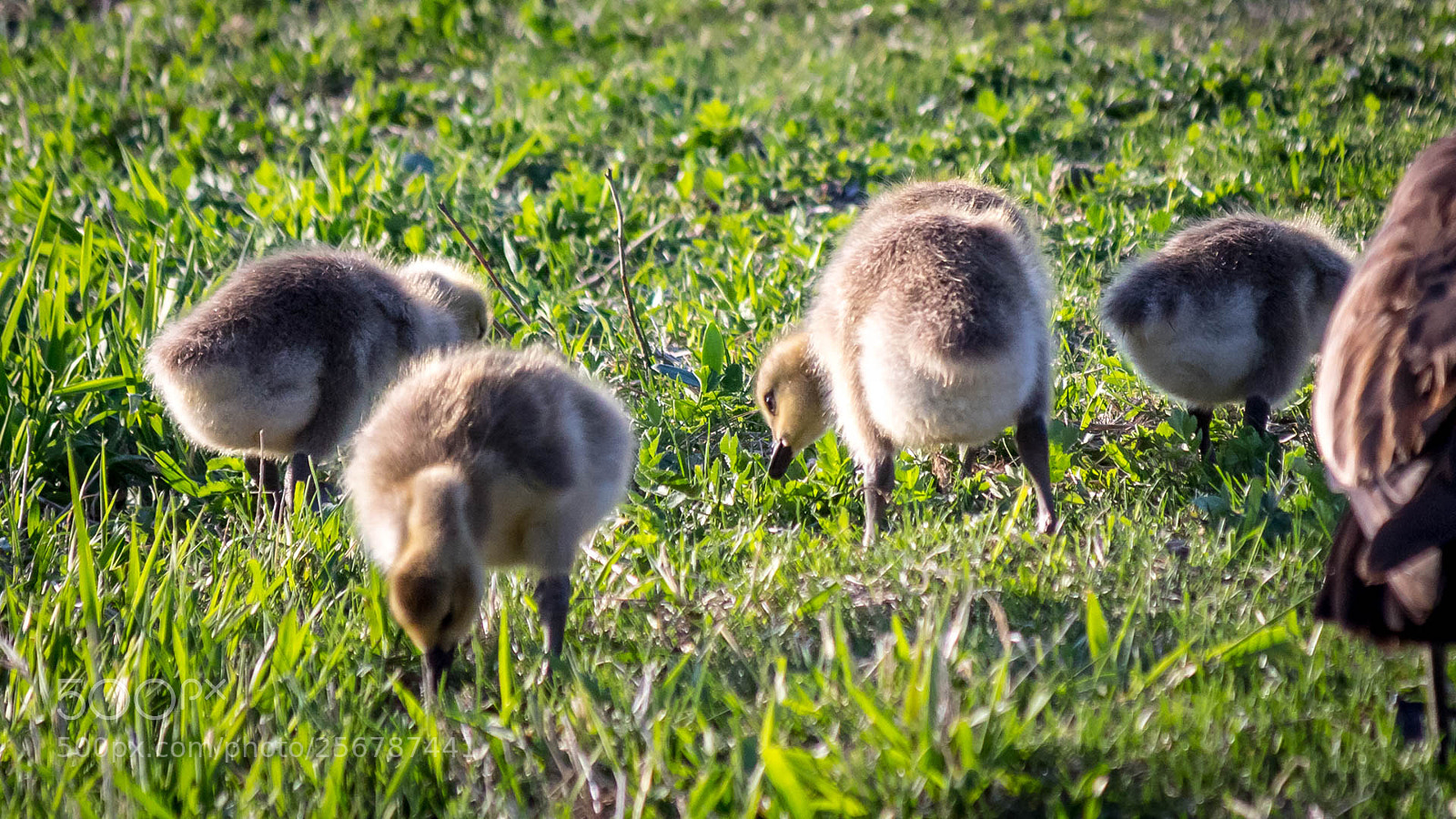 Canon EOS M10 sample photo. Goslings photography