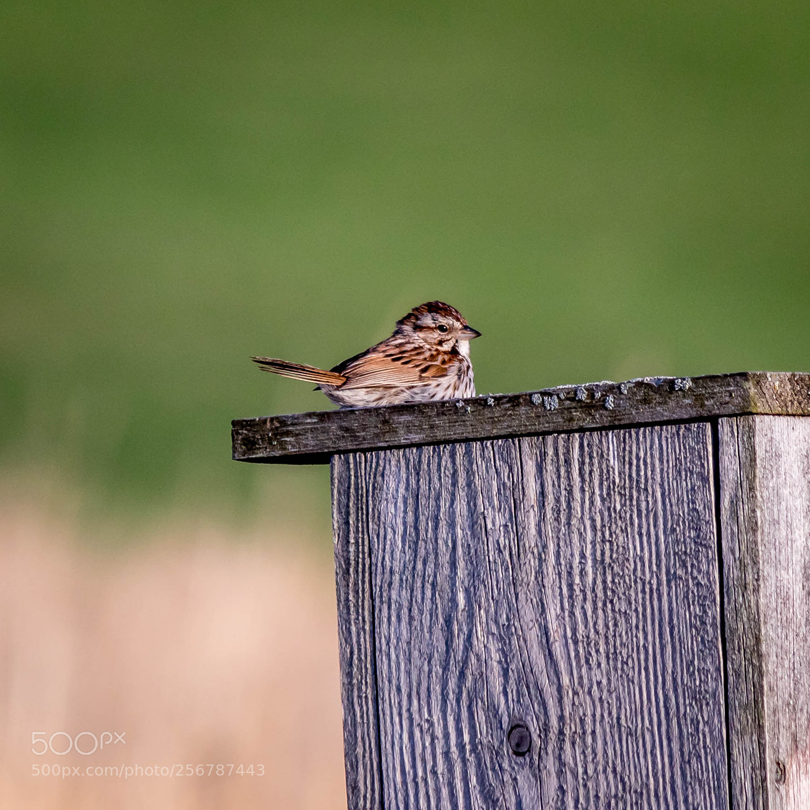 Canon EOS M10 sample photo. Sparrow photography