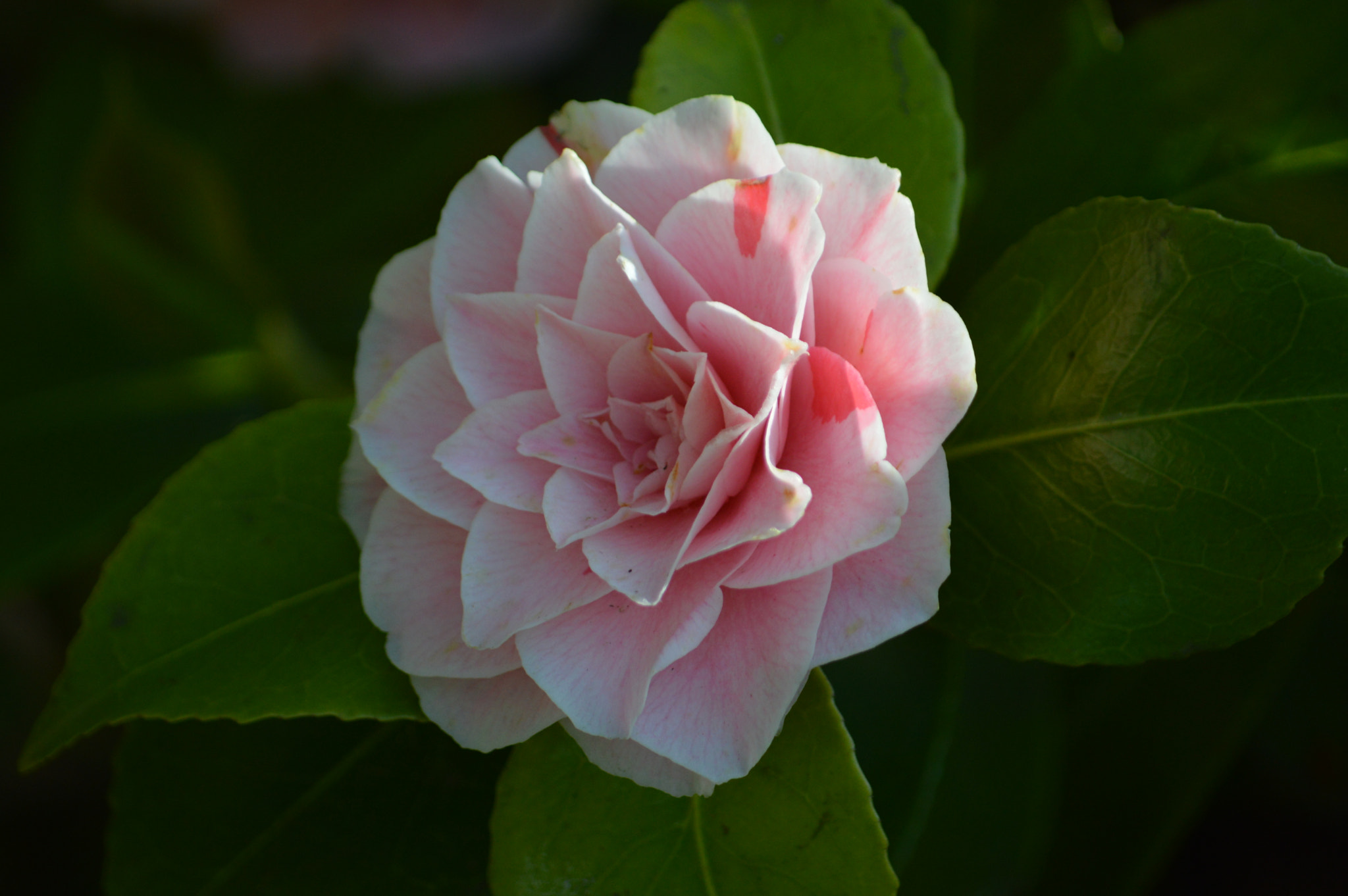 Nikon D3200 sample photo. Dsc photography