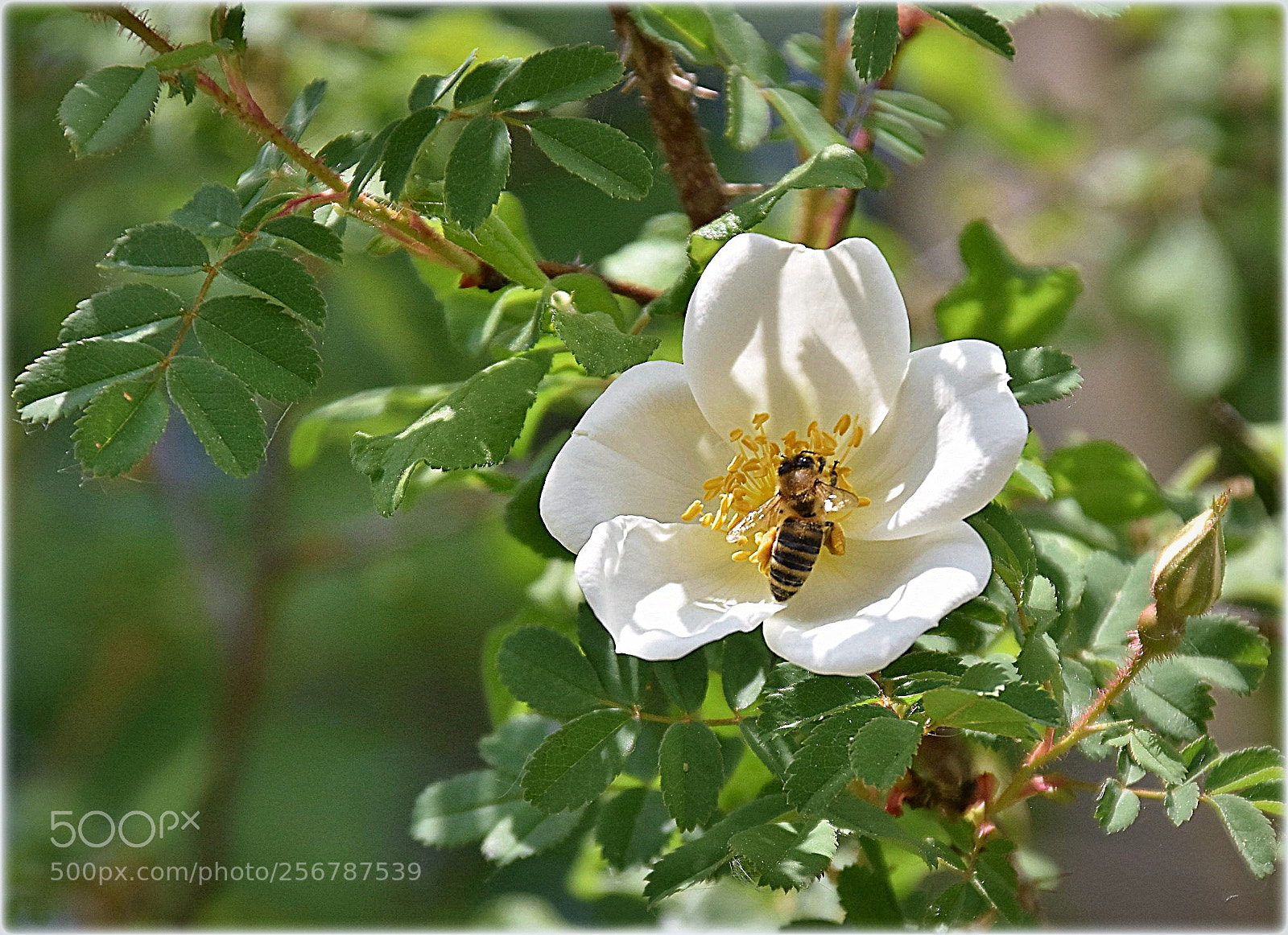 Nikon D7200 sample photo. "imme" photography
