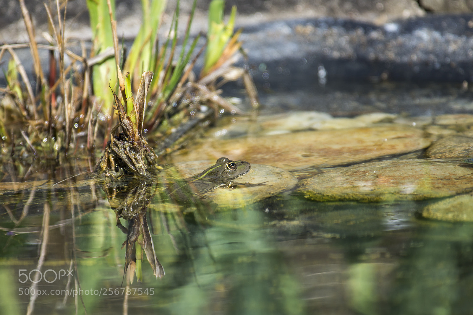 Nikon D7200 sample photo. Frog in the pond photography