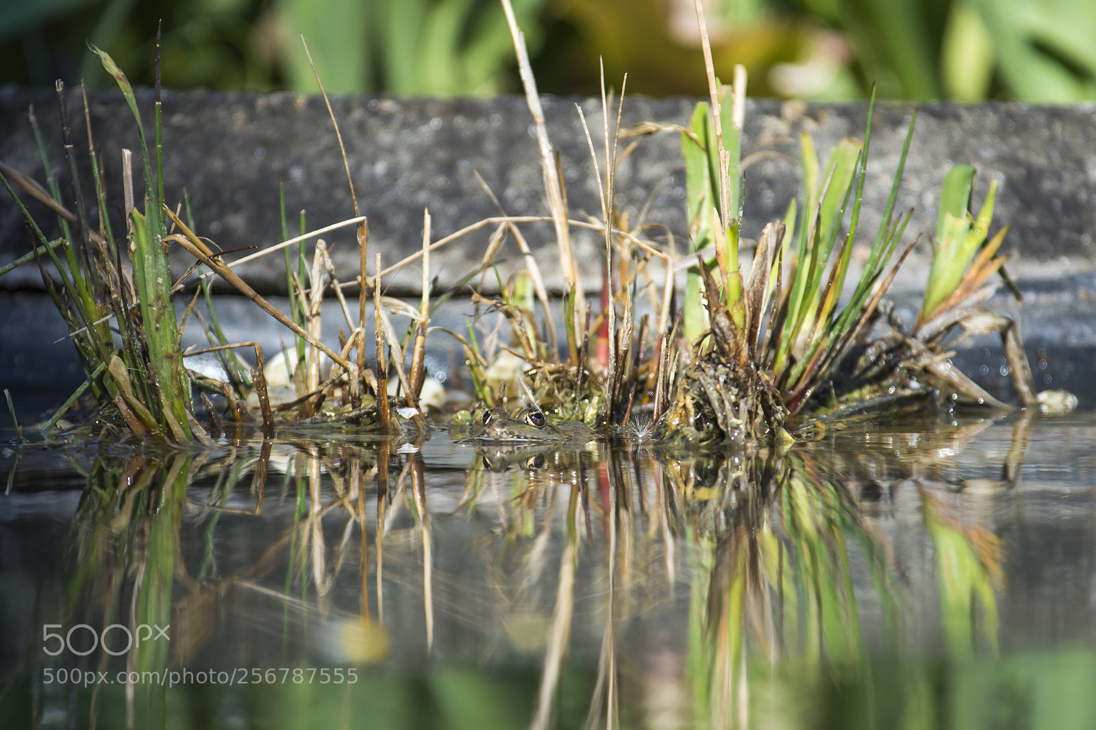 Nikon D7200 sample photo. Hello? who's there? photography