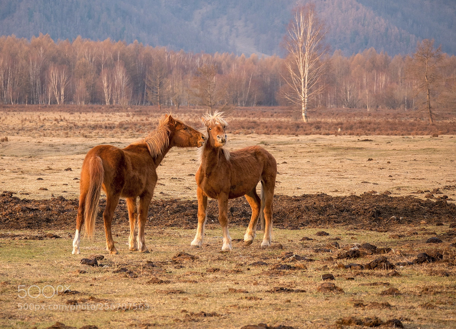 Panasonic Lumix DMC-G85 (Lumix DMC-G80) sample photo. Young horses playing photography