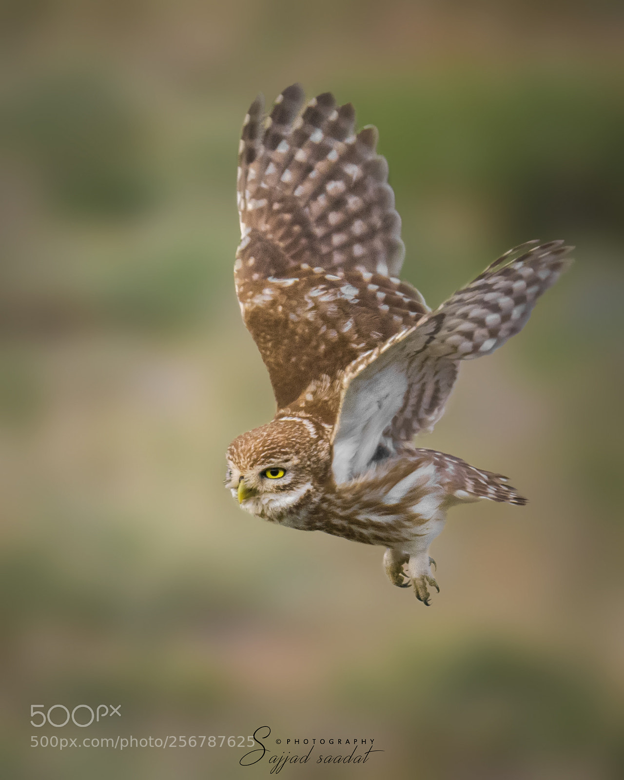 Nikon D7100 sample photo. Little owl photography