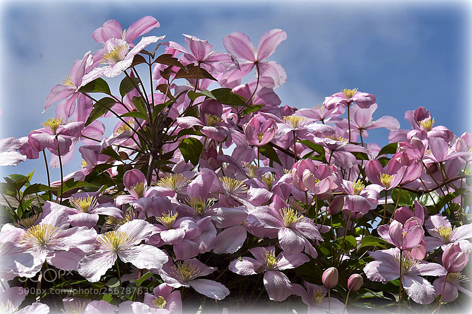 Nikon D7200 sample photo. "lifejoy;;" photography