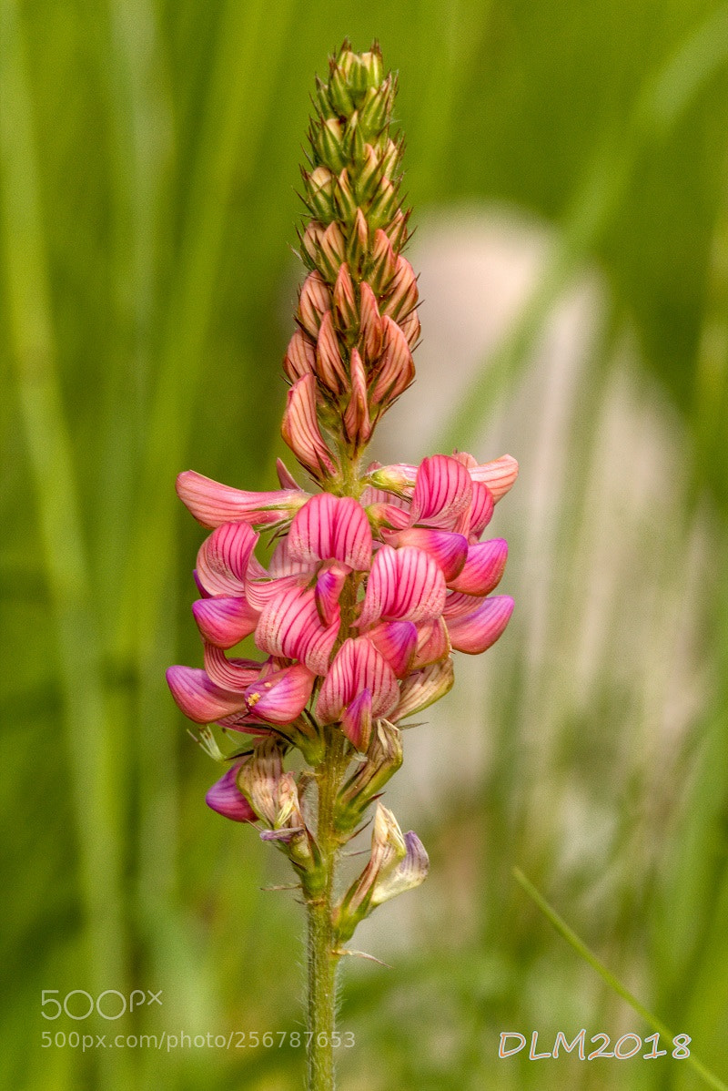Canon EOS 700D (EOS Rebel T5i / EOS Kiss X7i) sample photo. Schönberg blumenwiese photography