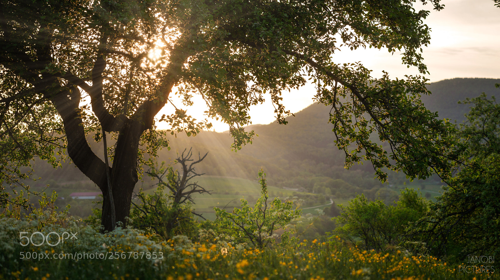 Olympus OM-D E-M5 II sample photo. ~ sunrise.. ~ photography