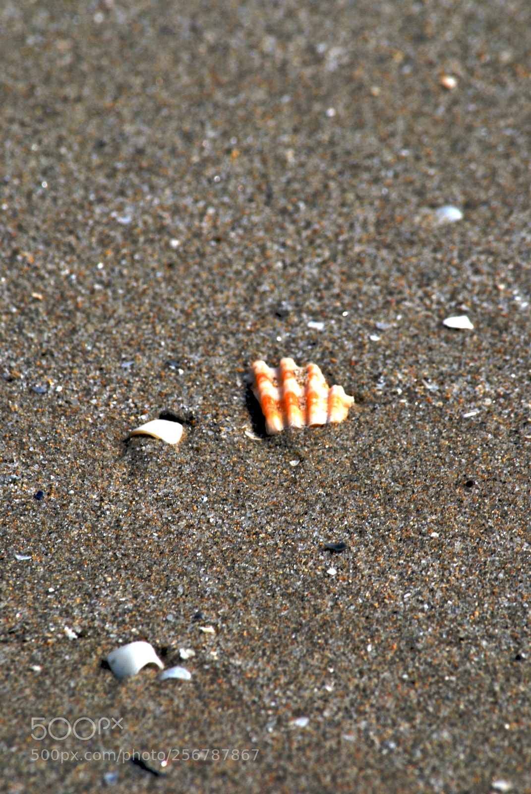 Nikon D60 sample photo. Version photography