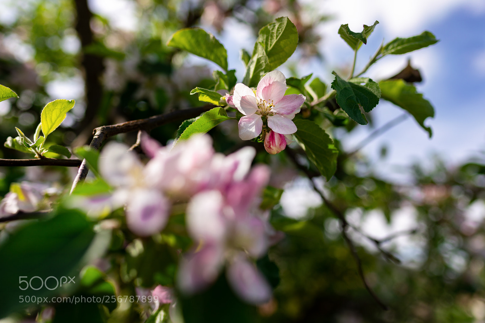 Canon EOS 5D Mark IV sample photo. Apfelblüte photography
