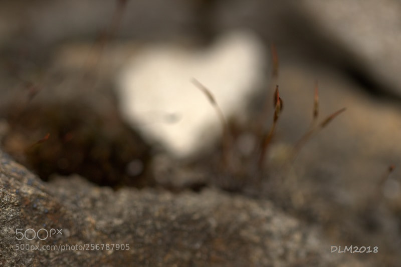 Canon EOS 700D (EOS Rebel T5i / EOS Kiss X7i) sample photo. Hidden heart photography