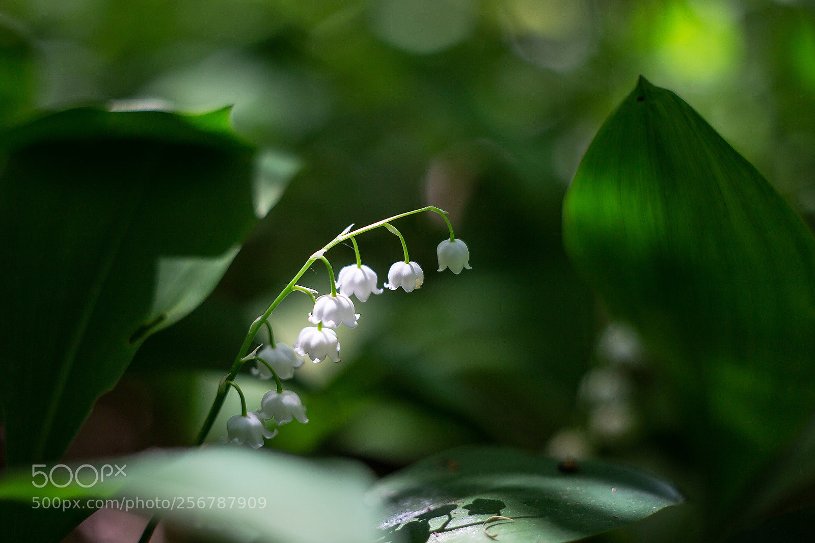 Canon EOS 6D sample photo. V lese... photography