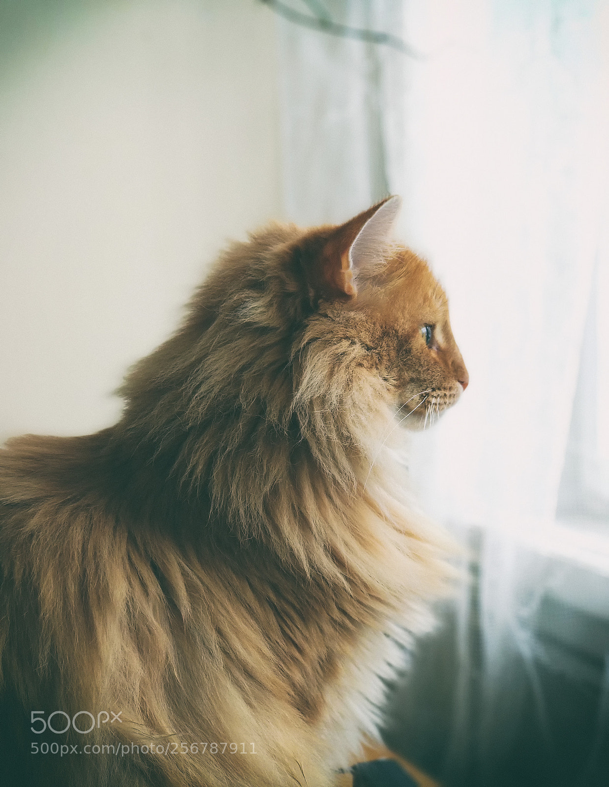 Xiaomi Mi A1 sample photo. Lovely beast photography