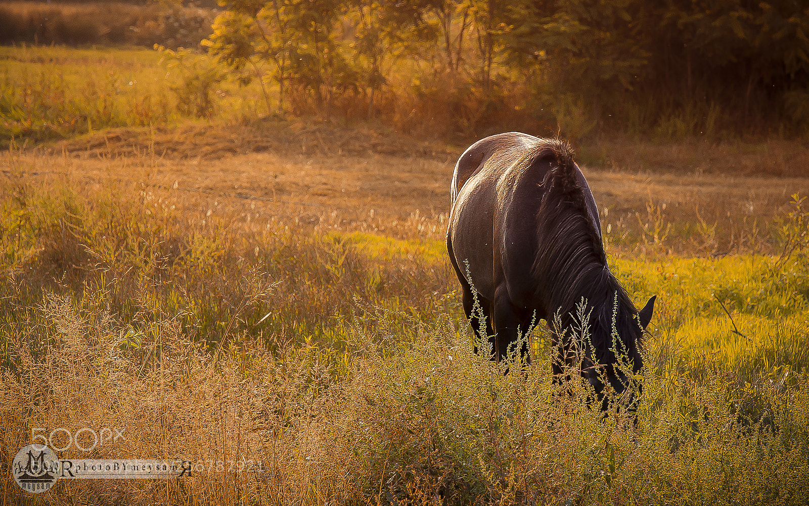 Canon EOS 6D sample photo. Mg photography
