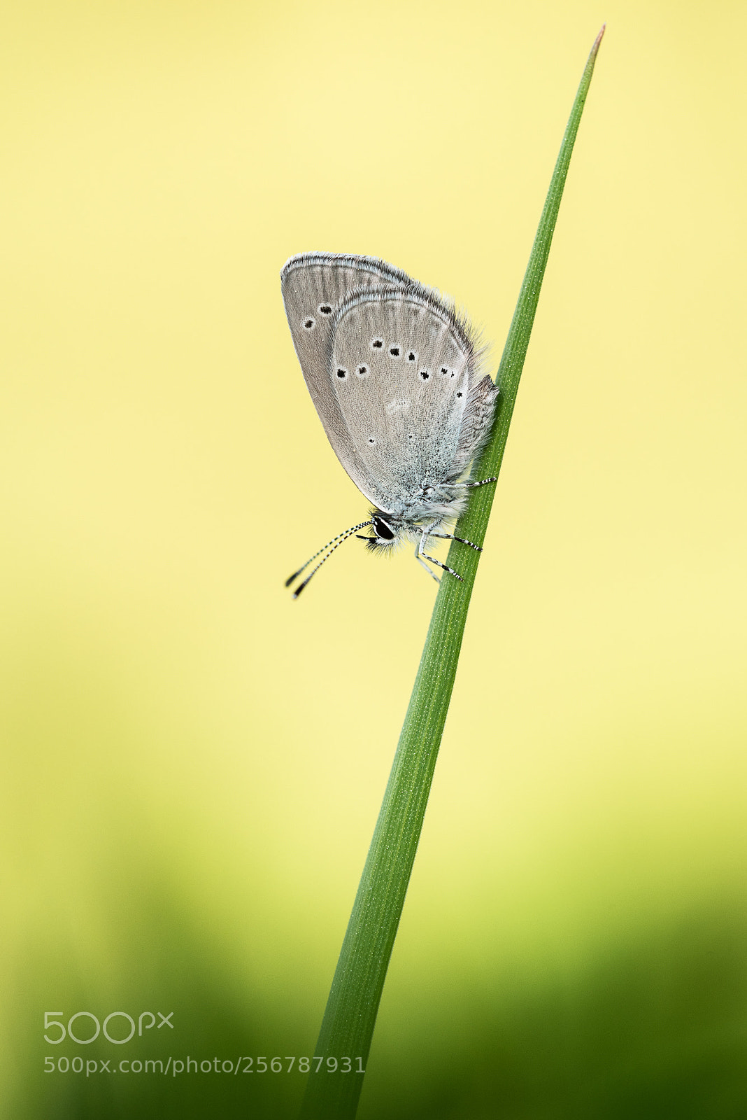 Nikon D750 sample photo. Zwergbläuling photography