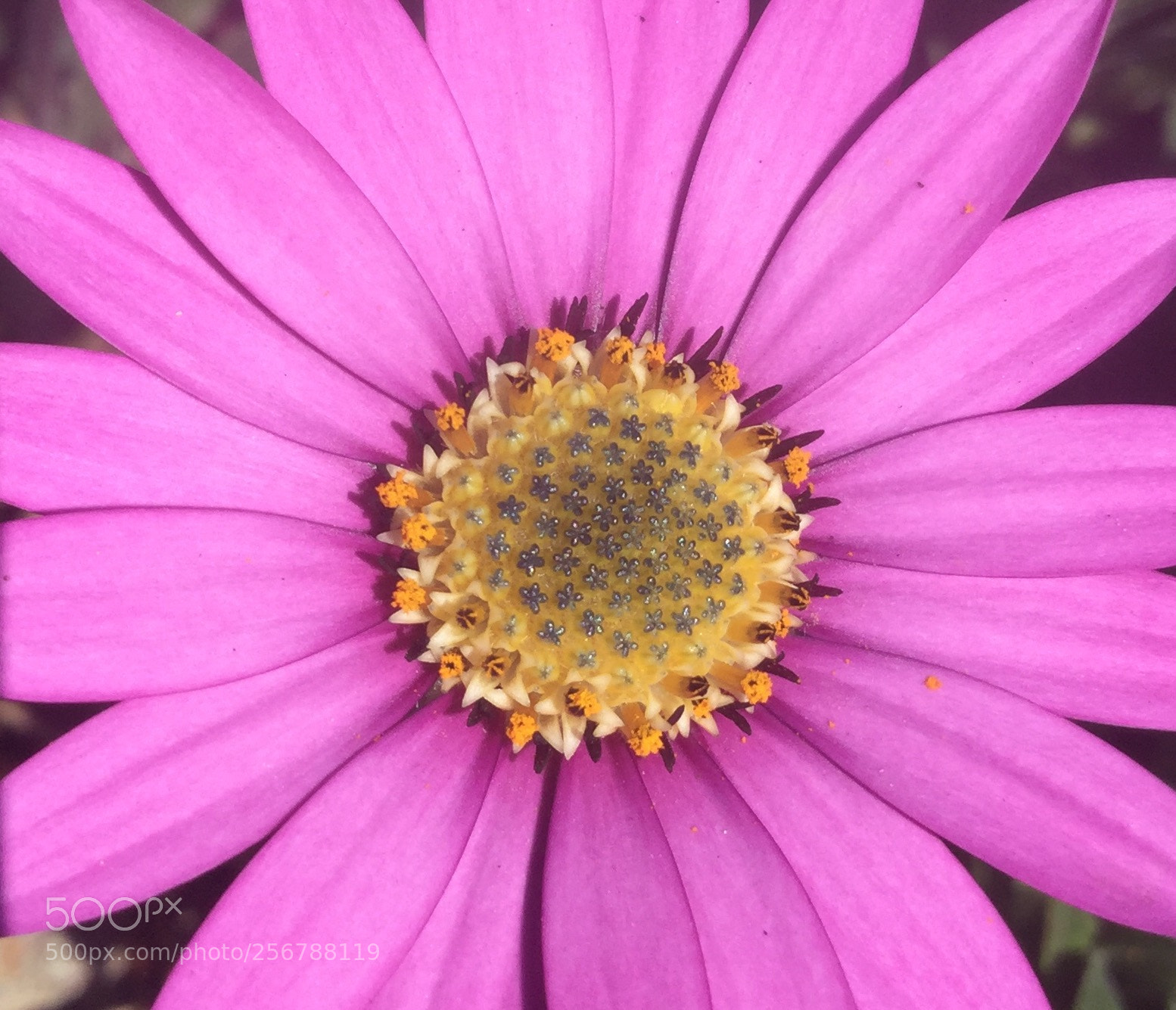 Apple iPod touch sample photo. Heart of a pink photography
