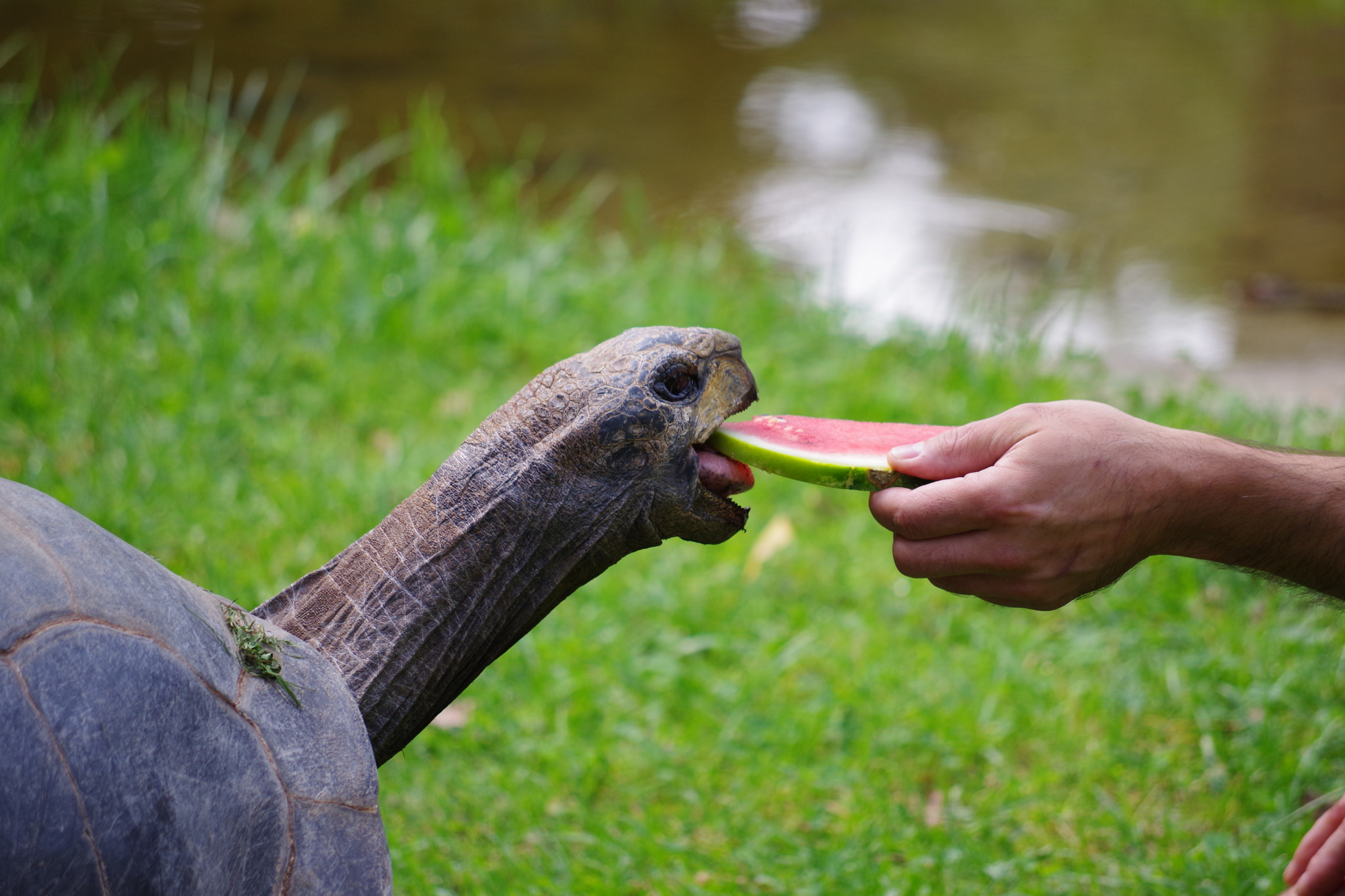 Pentax K-70 + smc Pentax-DA L 50-200mm F4-5.6 ED WR sample photo. Turtle photography