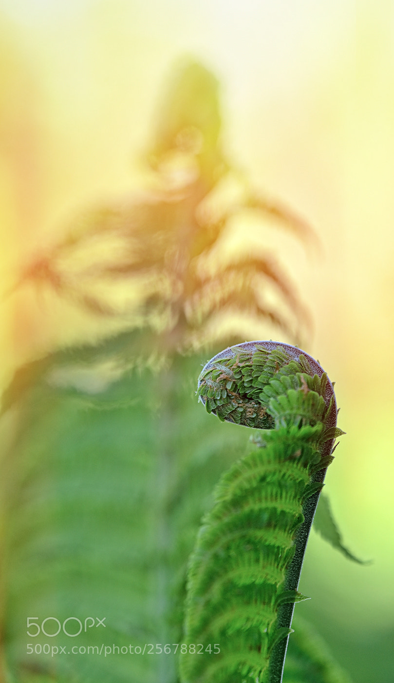 Nikon D800E sample photo. Natural detail photography