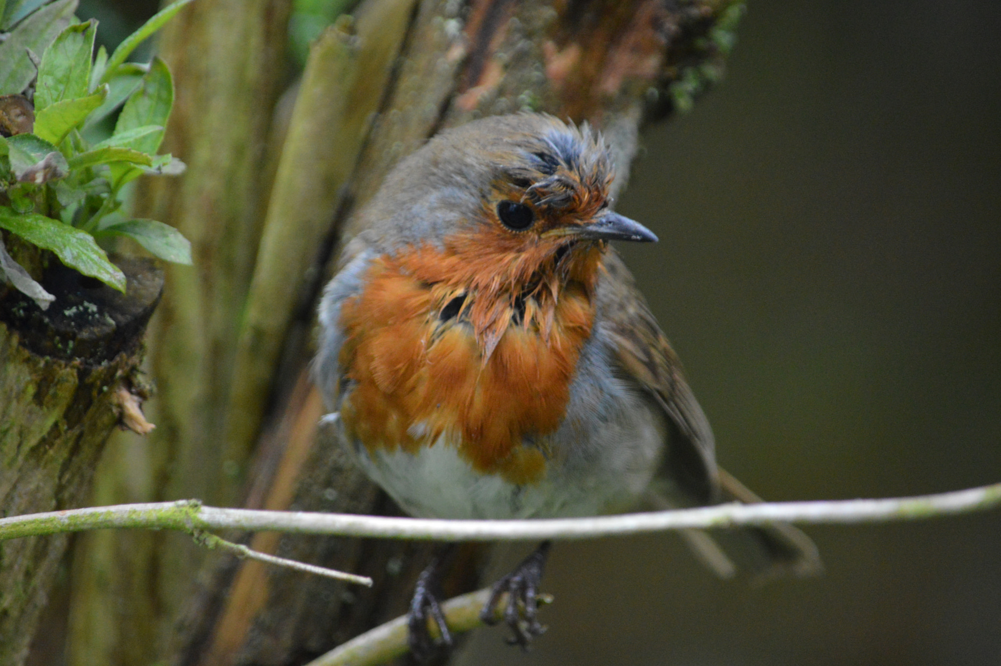 Nikon D3200 sample photo. Robin photography
