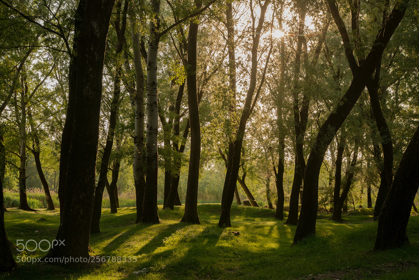 Nikon D610 sample photo. Sunset forest photography