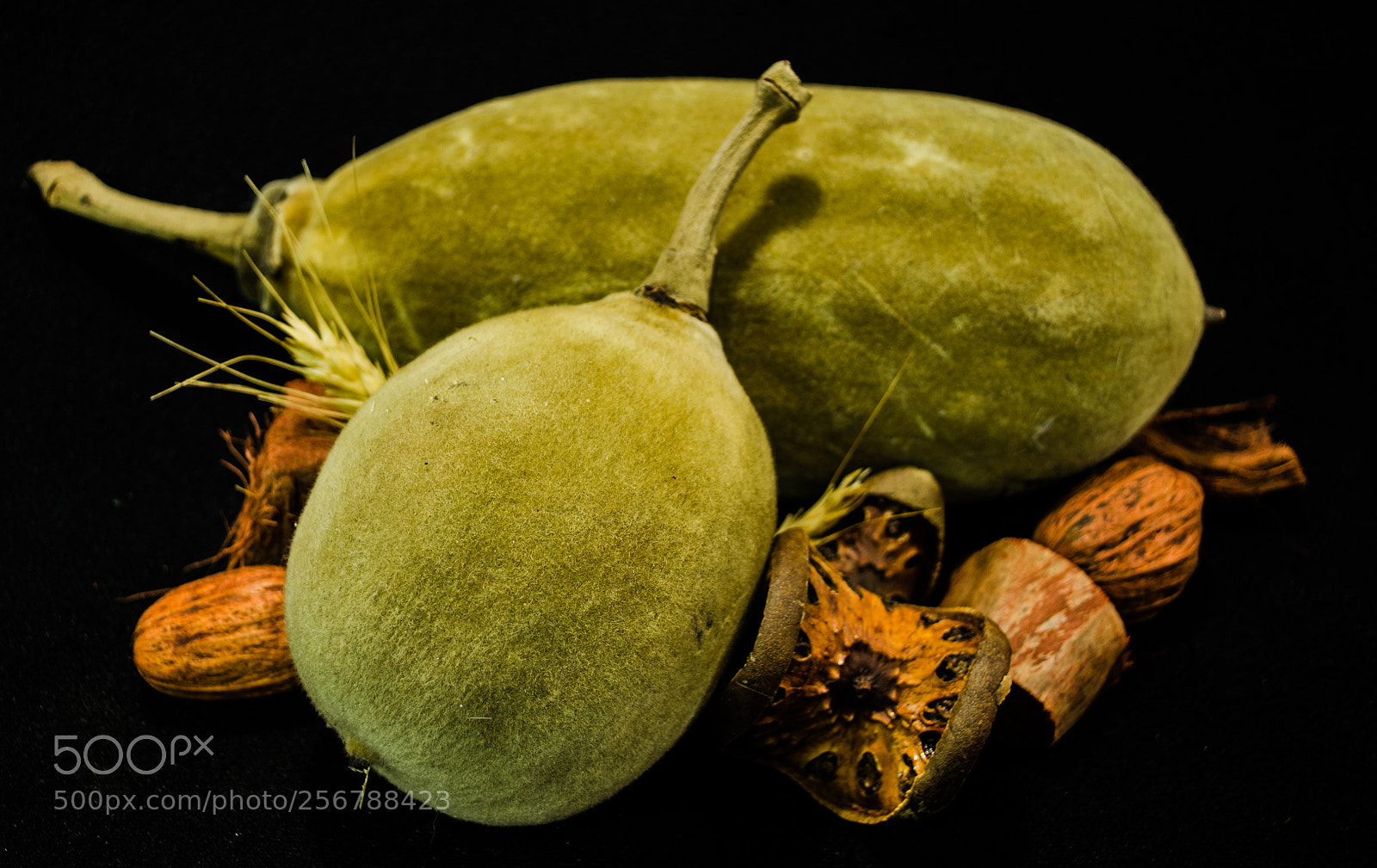 Nikon D5100 sample photo. Boabab fruit photography