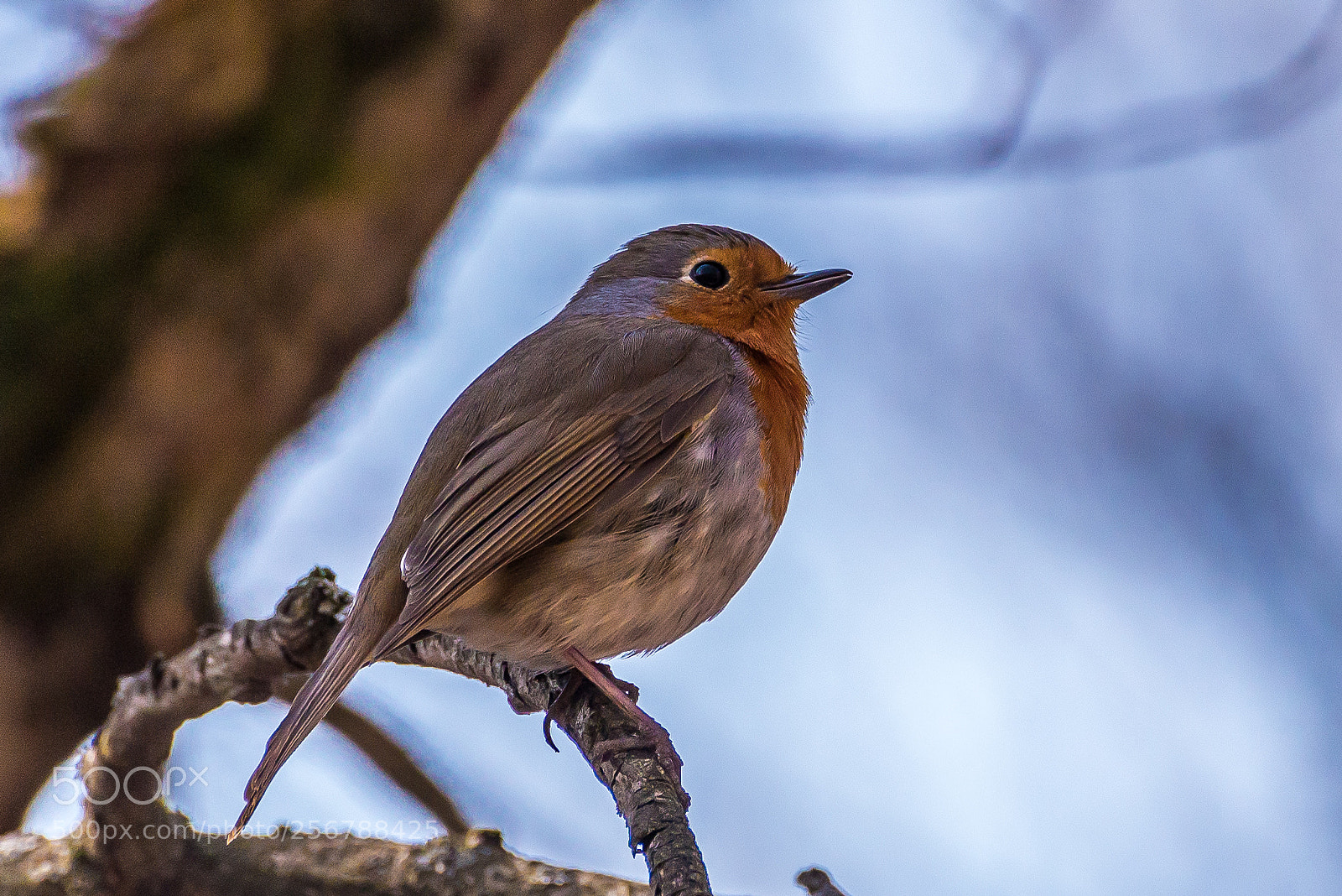 Nikon D610 sample photo. Robin photography