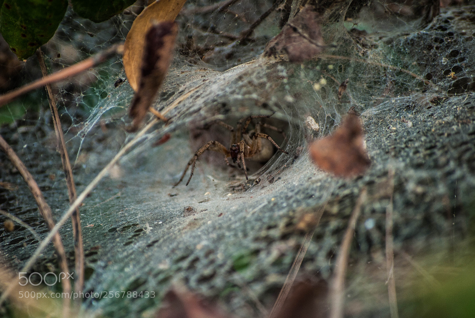 Nikon D3000 sample photo. The spider's lair photography