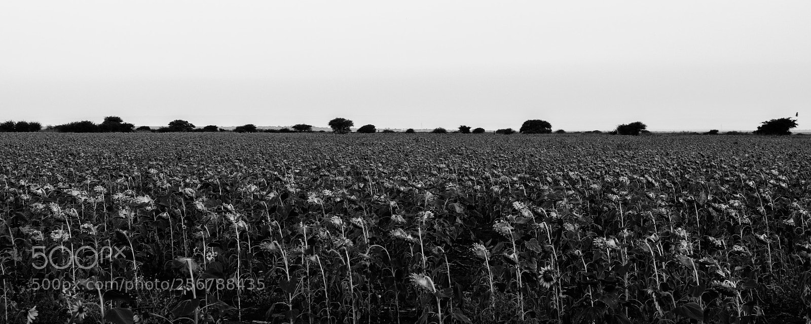 Nikon D5100 sample photo. Sunflower photography