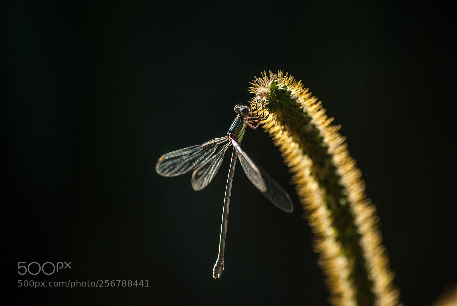 Nikon D3000 sample photo. The last light photography