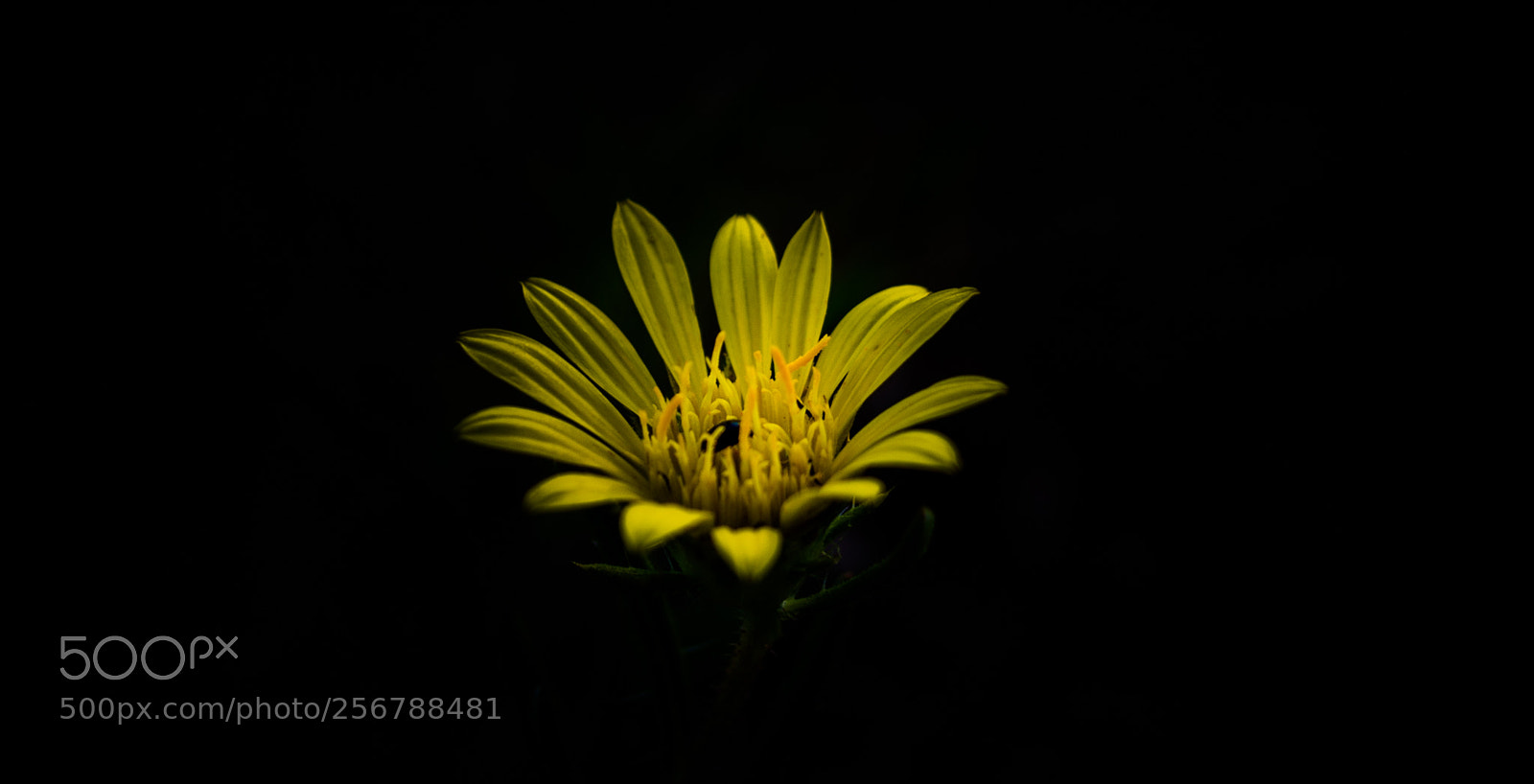 Nikon D5100 sample photo. Yellow flower photography